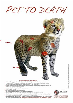 Cheetah Petting Press  / CACH