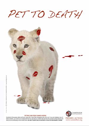 Lion White Petting Poster / CACH